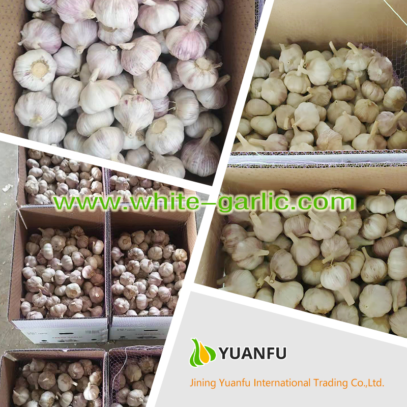garlic sellers garlic sellers